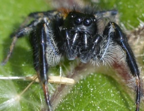 Carrhotus xanthogramma